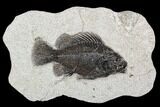 Fossil Fish (Cockerellites) - Green River Formation #107881-1